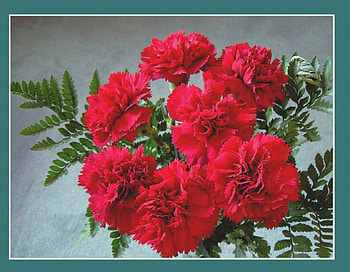 Red carnations, carnations, flowers HD wallpaper