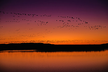 Bosque Del Apache National Wildlife Refuge Visitor Center, birds, national-park, nature HD wallpaper