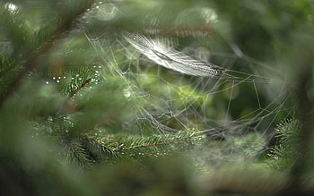 Web, Drops, Macro, Blur, Branches HD wallpaper