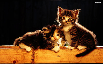 2 Kittens, wildlife, animals, pets, cats, cute animals, kittens HD wallpaper
