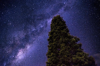 Nature, Stars, Wood, Tree, Starry Sky, Milky Way HD wallpaper
