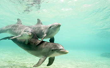 Animals, Dolfins HD wallpaper