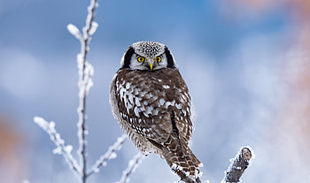 Cute bird, winter, owl, yellow eyes HD wallpaper