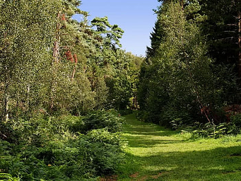 Wakerly Woods in the Summer, trees, grass, sky, path HD wallpaper