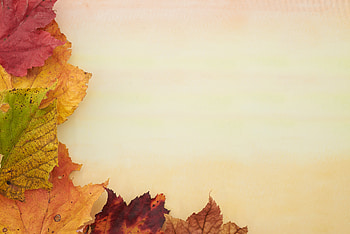 Autumn, Leaves, Macro HD wallpaper