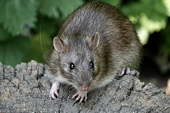 De-Extinction Plans, Long-Lost Rat Species, Genetic Resurrection, Biodiversity Restoration HD wallpaper