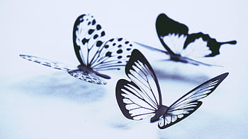 Artistic display of monochrome butterflies with delicate patterns on a light background. HD wallpaper