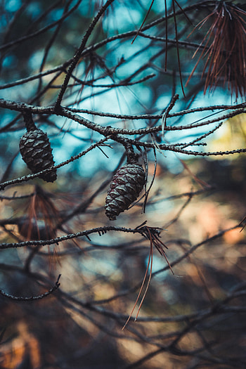 Nature, Cones, Close-Up, Branches, Needles HD phone wallpaper