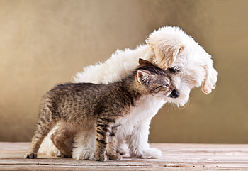 Best Of Friends, dog, feline, canine, cat HD wallpaper