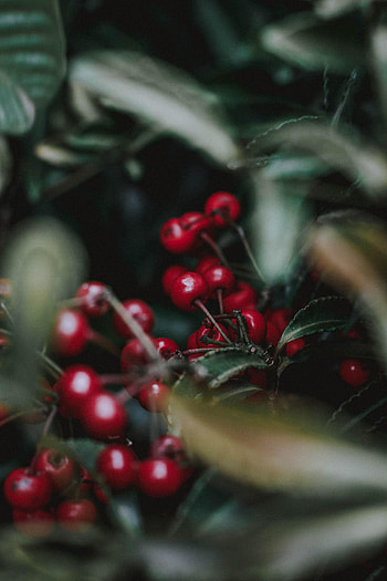 Food, Cherry, Branch, Berry, Fruit HD phone wallpaper