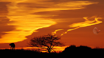 Landscape Nature Star Wars Sunset Tree HD wallpaper