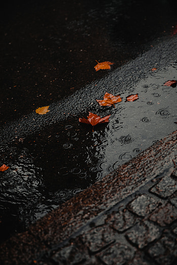 Nature, Rain, Wet, Asphalt, Foliage, Puddle HD phone wallpaper