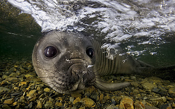 Seal , Cute creatures, Marine life, Oceanic beauty HD wallpaper