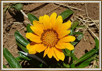 FRAMED FLOWERS, NATURE, FLOWERS, , FRAMED HD wallpaper