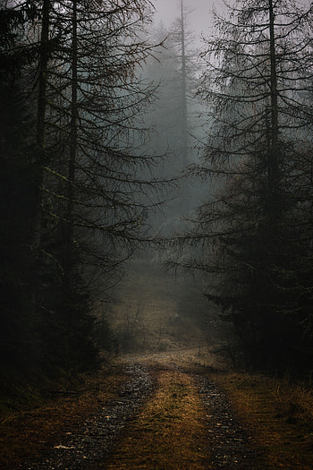 Nature, Trees, Autumn, Forest, Fog, Branches, Path, Gloomy HD phone wallpaper