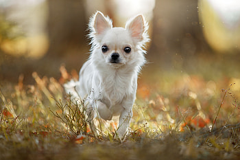 Charming Chihuahua, Adorable visuals, Irresistible cuteness, Delightful pet HD wallpaper