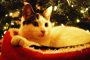 Christmas kitty, cat, holiday, kitty, christmas HD wallpaper