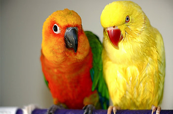 Animals, Birds, Parrots, Couple, Endaya, Yendaya HD wallpaper