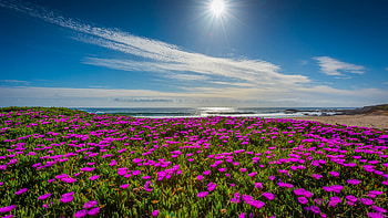 Pacific Ocean Beach, California, landscape, sunshine, flowers, blossoms HD wallpaper