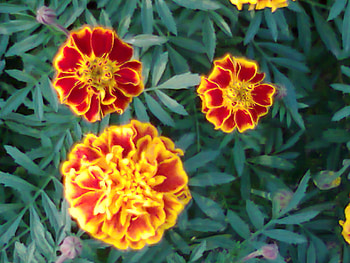 Flowers, garden, nature HD wallpaper
