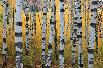 Aspen Tree, Symbolic tree, Autumn colors, Nature graphy HD wallpaper