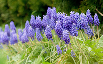Wild, Hyacinth HD wallpaper