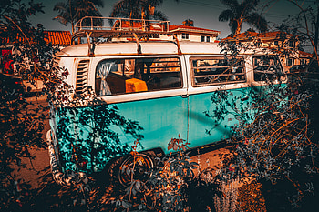 Cars, Palm, Branches, Bus, Trip HD wallpaper