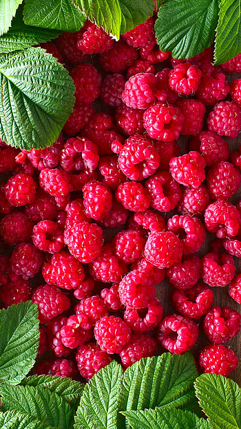 Delicious raspberry dish, Fruity delight, Bursting with flavor, Sweet and tangy HD phone wallpaper