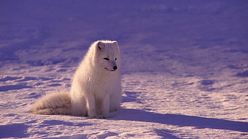 Arctic fox, High definition, High resolution, Striking visuals HD wallpaper