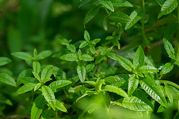 Lemon verbena floral water, Laboratoire du Haut Sgal, Skin toner, Natural fragrance HD wallpaper