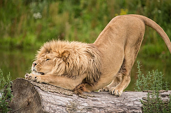 Animals, Lion, Predator, Log, Stretch HD wallpaper