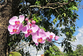 Beautiful orchid, orchid, beautiful, colorful view, bright HD wallpaper