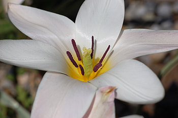 Tulipa, nature, marco, flower HD wallpaper