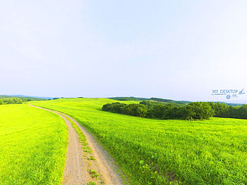 Green, grass, nature, field HD wallpaper