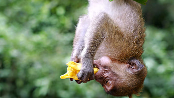 Animals, Food, Monkey, Hang HD wallpaper