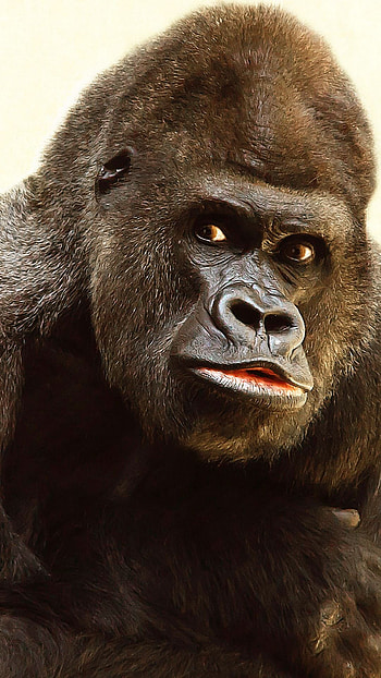 Gorilla , Top choices, Mobile backgrounds, Ape obsession HD phone wallpaper
