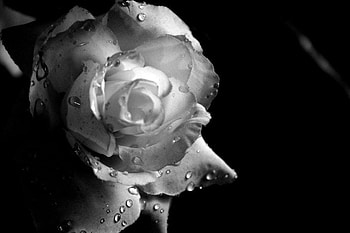 a_shot_to_remember, rose, wet, 3d, flower HD wallpaper