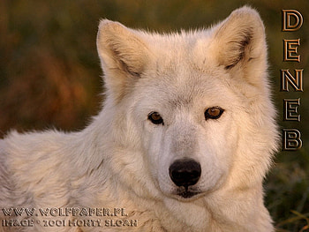 SOOOO CUTE!!!, white wolves, golden wolf, dogs, puppies, nature, wolf pups HD wallpaper