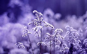 Purple Wish, sama, chan, mayu, iza HD wallpaper