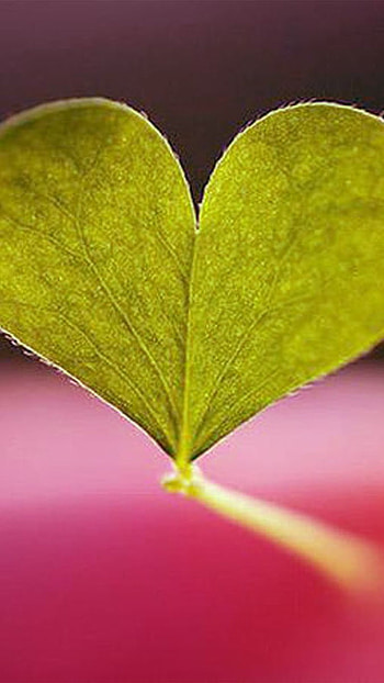 Green Heart, Leaf Green Aesthetic HD phone wallpaper