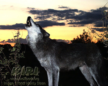 SunSet Howl, wolves, animals, black wolves, nature, wolves howling, sunset HD wallpaper