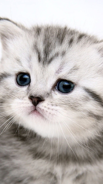 A Cute, Kitten, Cute HD phone wallpaper