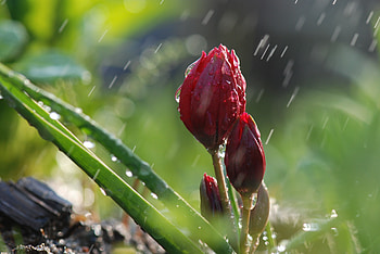 Nature, Flowers, Rain, Macro, Greens, Buds HD wallpaper
