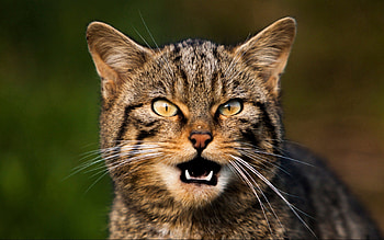 Animals, Cat, Muzzle, Sight, Opinion, Mustache, Moustache, Scream, Cry HD wallpaper