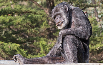 Oldest male chimpanzee dies, Legacy at California zoo HD wallpaper