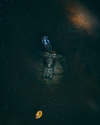 Animals, Water, Carapace, Shell, Turtle, Sea Turtle HD phone wallpaper