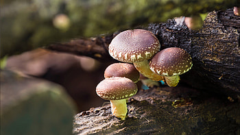 Vorteilhafte Eigenschaften, Shiitake, Pilz, Geschichte HD wallpaper