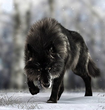 Animals, Dog, Predator, Wolf, Wildlife HD phone wallpaper