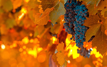 Autumn grapes, Nature's palette, Golden hues, Seasonal beauty HD wallpaper