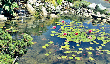 blue lake pond, lilypads, water, rocks, pond HD wallpaper